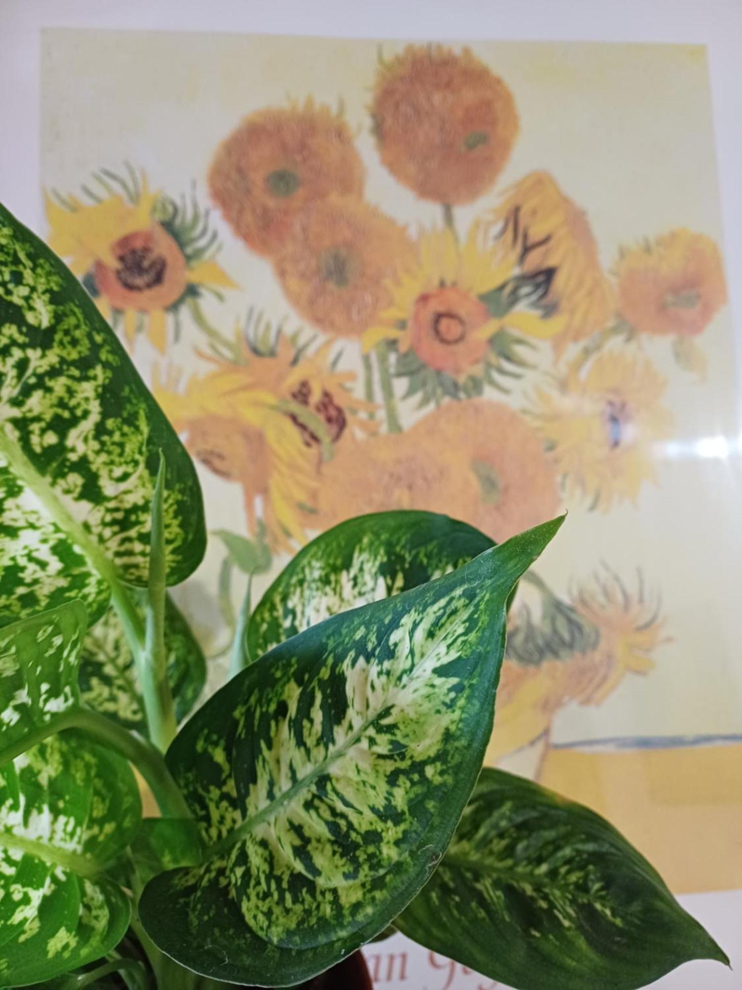 Apartament Casa Il Girasole Pitigliano Zewnętrze zdjęcie